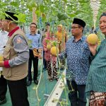 PCNU Gunungkidul Gelar Panen Perdana Melon Premium Cluster Wakaf Produktif